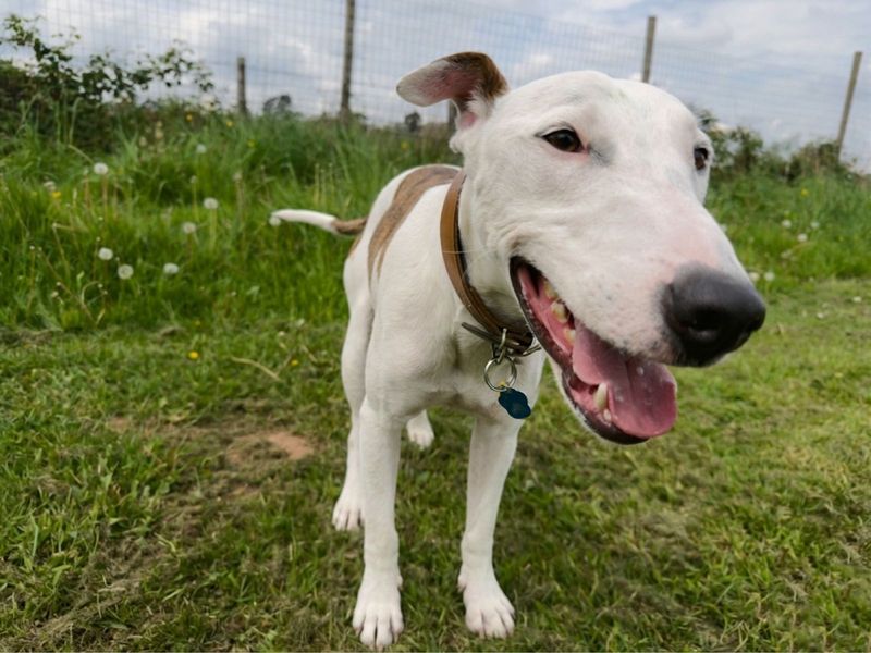 undefined | Whippet Cross | undefined - 14