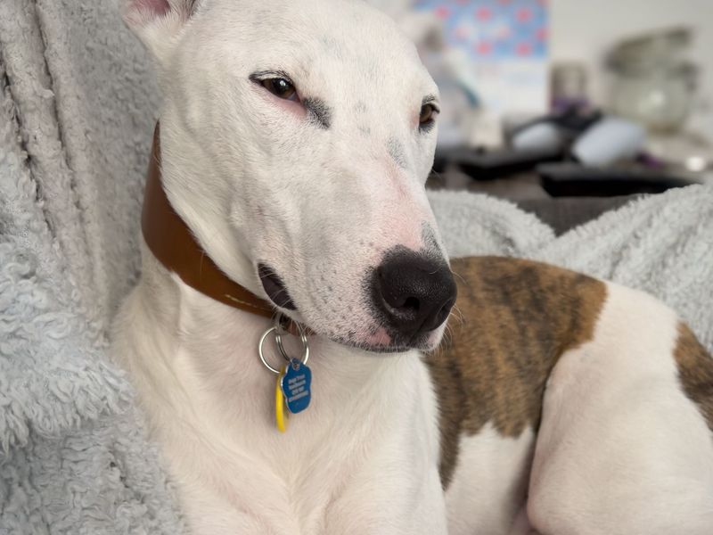 undefined | Whippet Cross | undefined - 7