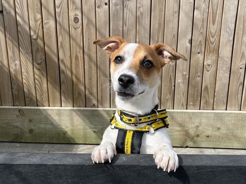 Jack Russell for adoption in Ballymena, Co Antrim – 2 years old - Image 2 of 2