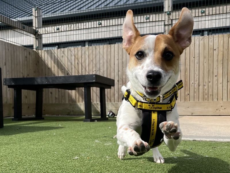 Jack Russell for adoption in Ballymena, Co Antrim – 2 years old