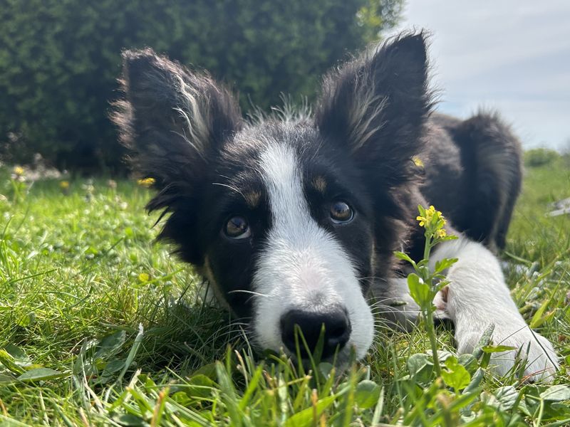 Border Collie for adoption in Ballymena, Co Antrim – 5 months old - Image 6 of 6