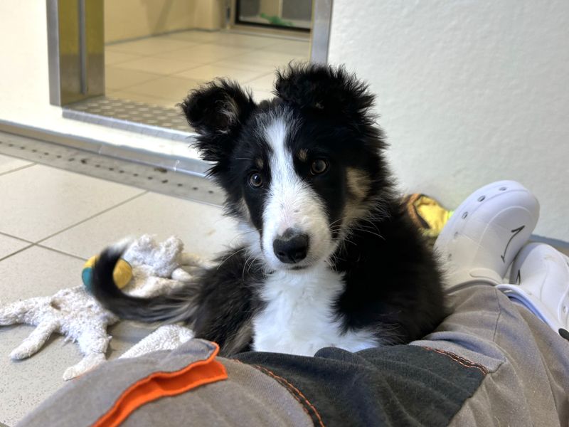 Sophie | Collie (Border) | Ballymena (Northern Ireland) - 1