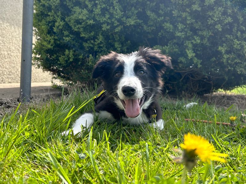 Border Collie for adoption in Ballymena, Co Antrim – 5 months old - Image 4 of 6