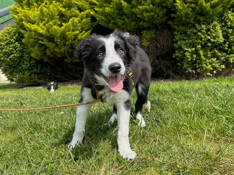 Sophie for sale in Ballymena, Co Antrim | Image 2