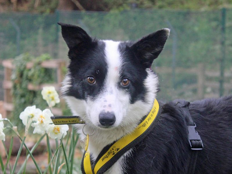Rolo for sale in Liverpool, Merseyside