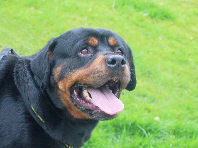 Harriet | Rottweiler | Merseyside (Liverpool) - 1