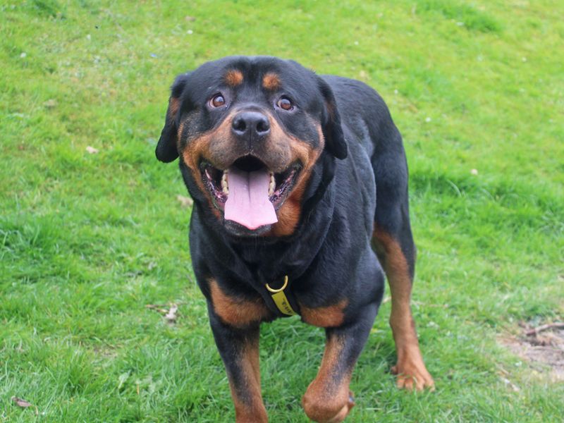 Harriet for sale in Liverpool, Merseyside | Image 3