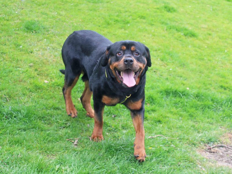 Harriet for sale in Liverpool, Merseyside - Image 4