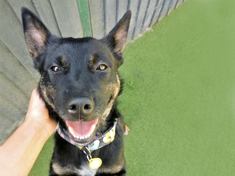 Winnie | Australian Kelpie Cross | Shoreham (Sussex) - 1
