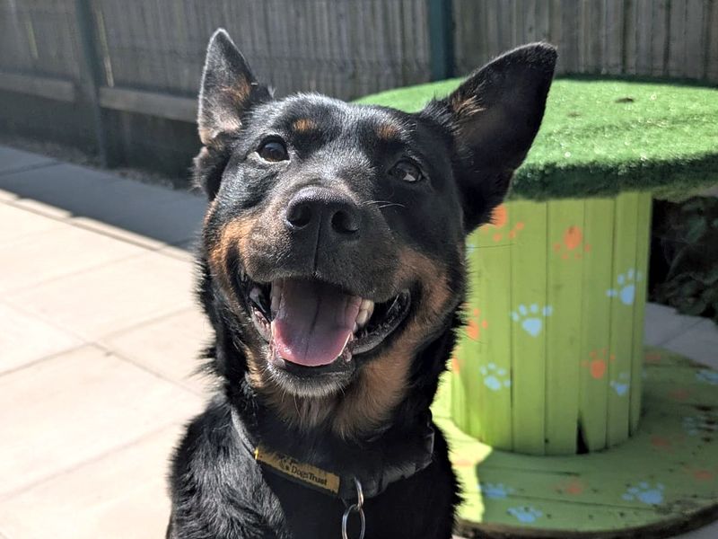 Willow | Australian Kelpie Cross | Shoreham (Sussex) - 1