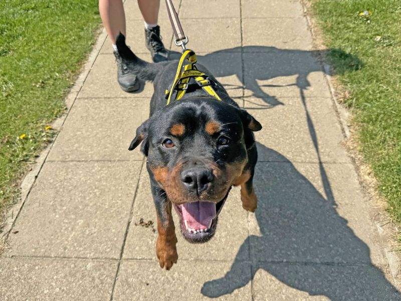 Hazel | Rottweiler | Basildon (Essex) - 1