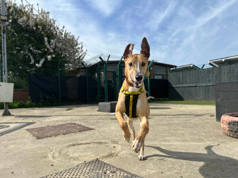 Sloan | Lurcher | Shoreham (Sussex) - 1