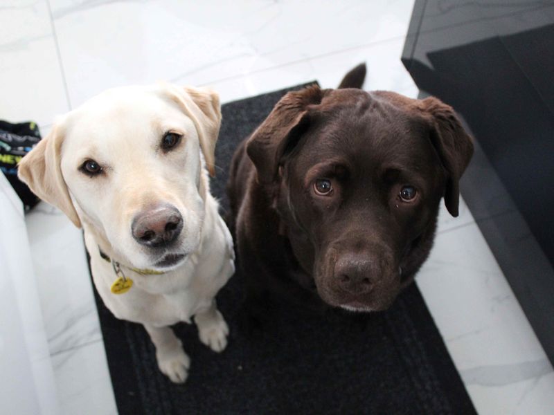 Fudge | Retriever (Labrador) | Glasgow - 1