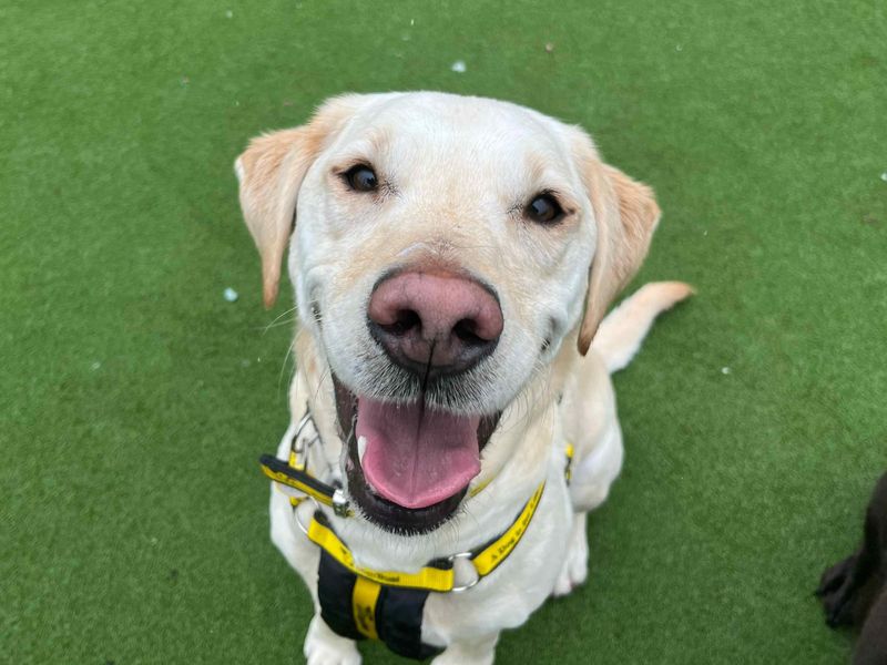 Spud | Retriever (Labrador) | Glasgow - 1
