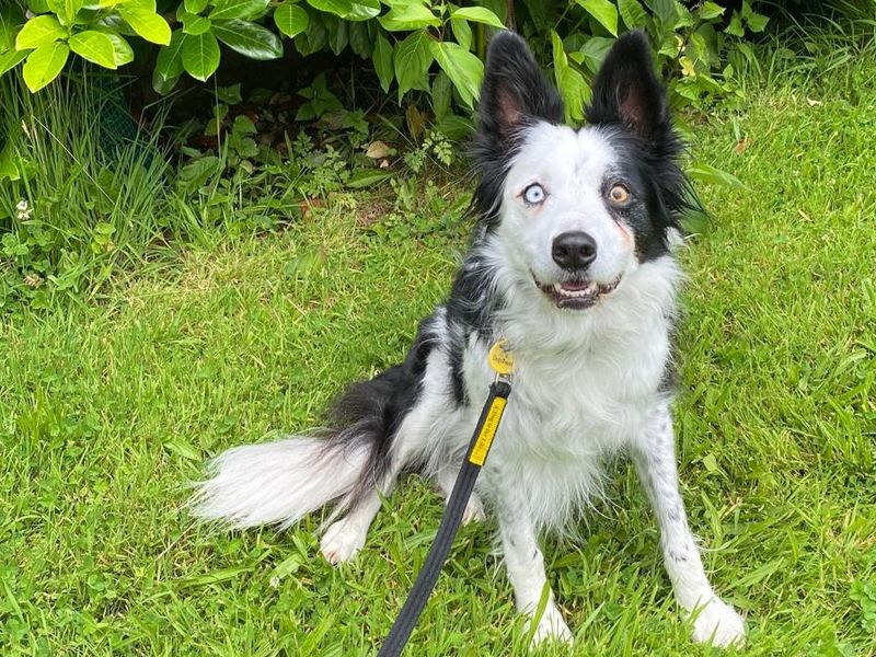 Border Collie for adoption in , – 11 years old - Image 2 of 2