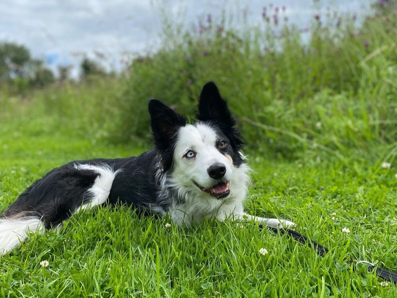 Pip | Collie (Border) | Cumbria rehoming - 1
