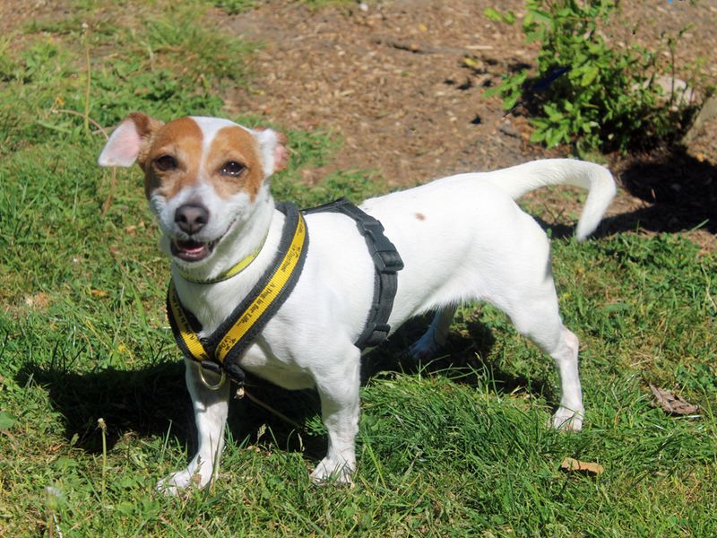 Bella for sale in Liverpool, Merseyside - Image 2