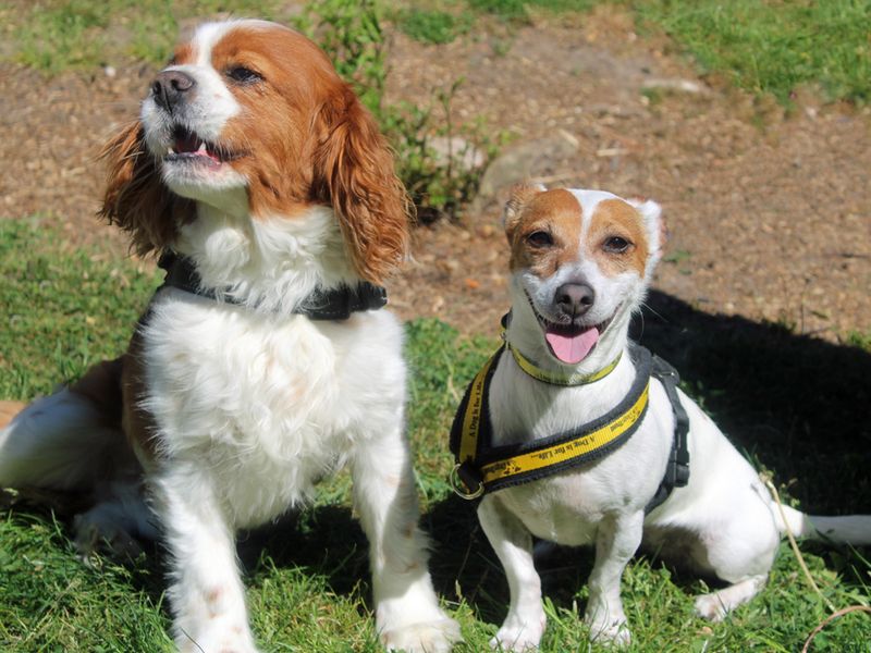 Bella for sale in Liverpool, Merseyside
