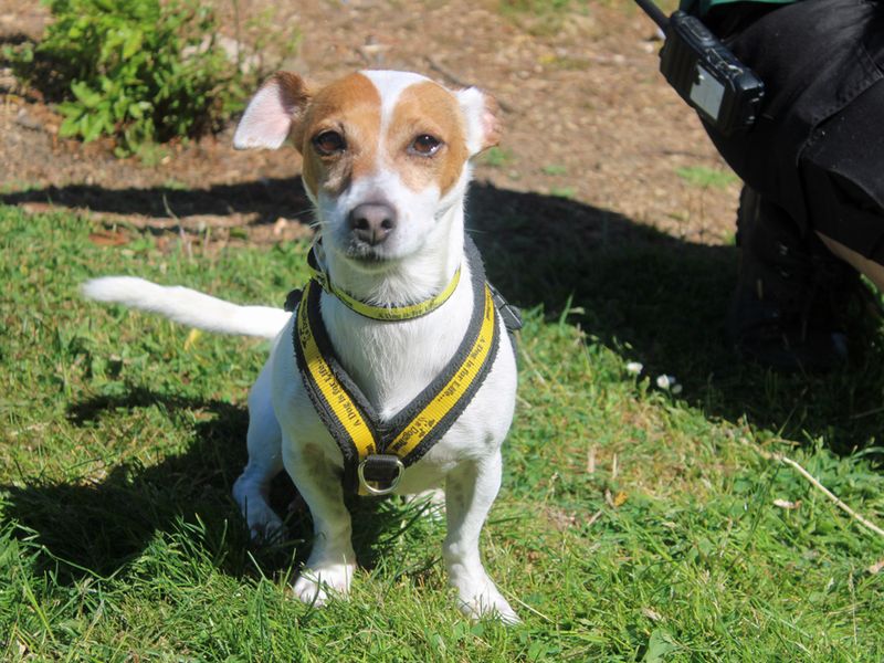 Bella for sale in Liverpool, Merseyside - Image 3