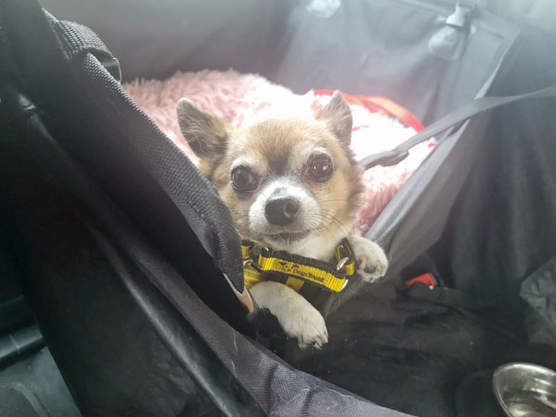 Chihuahua for adoption in Liverpool, Merseyside – 11 years old - Image 2 of 3