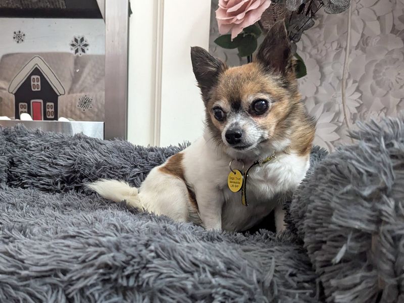 Rosie for sale in Liverpool, Merseyside
