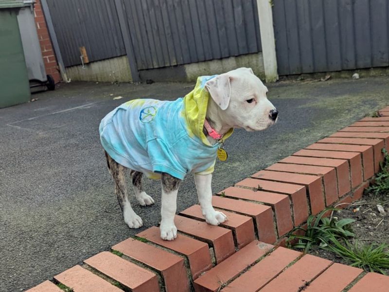 Ruby for sale in Liverpool, Merseyside | Image 2