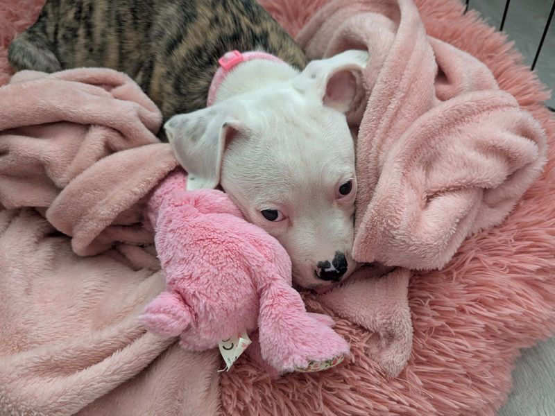 Ruby for sale in Liverpool, Merseyside