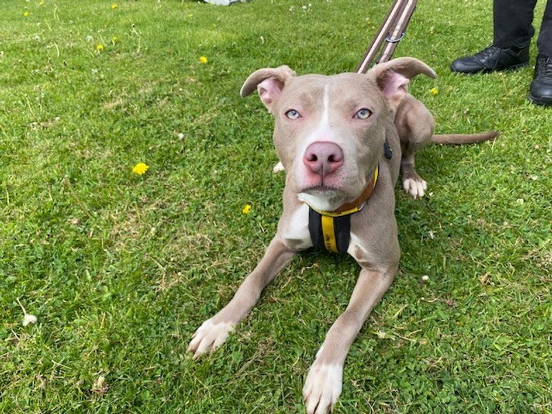 Staffordshire Bull Terrier for adoption in Liverpool, Merseyside – 1 year old - Image 2 of 3
