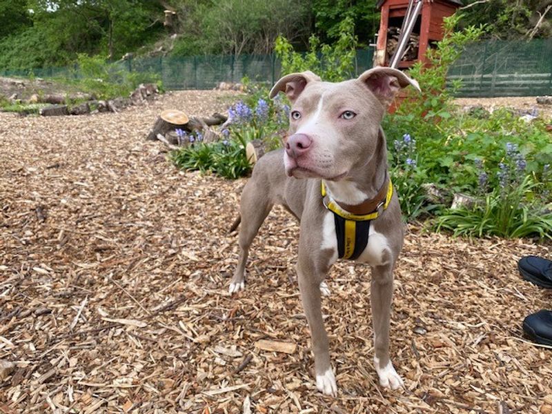 Nala | Terrier (Staffordshire Bull) Cross | Merseyside (Liverpool) - 1