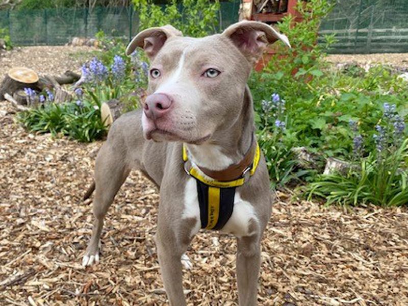 Nala | Terrier (Staffordshire Bull) Cross | Merseyside (Liverpool) - 1