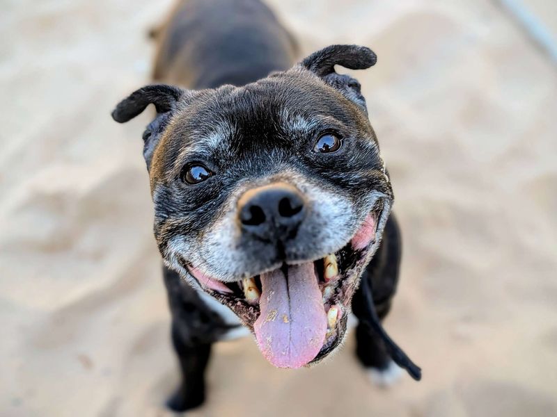 Staffordshire Bull Terrier for adoption in Cardiff / Caerdydd, South Glamorgan – 13 years old - Image 2 of 4