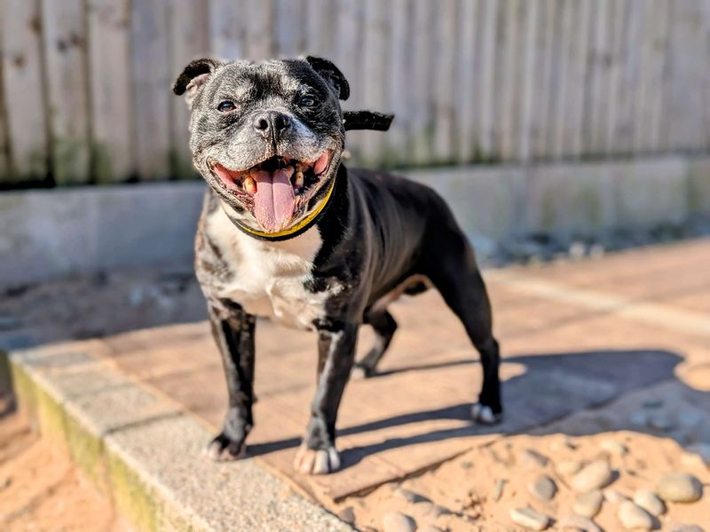 Staffordshire Bull Terrier for adoption in Cardiff / Caerdydd, South Glamorgan – 13 years old - Image 3 of 4