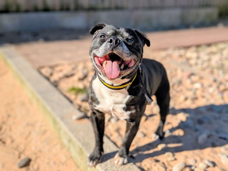 Staffordshire Bull Terrier for adoption in Cardiff / Caerdydd, South Glamorgan – 13 years old - Image 4 of 4