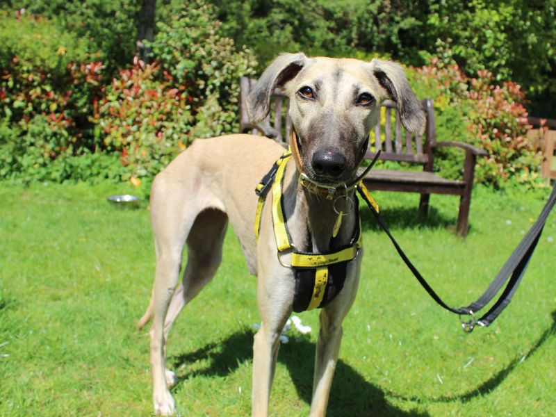 Amber | Lurcher | Newbury (Berkshire) - 1