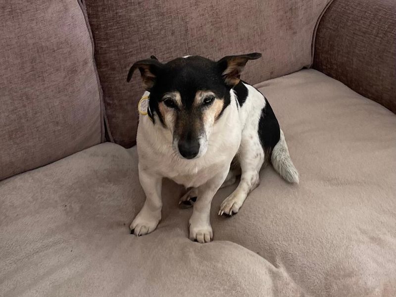 Jack Russell for adoption in Kenilworth, Warks – 11 years old - Image 2 of 3