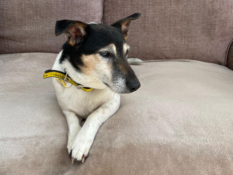 Jack Russell for adoption in Kenilworth, Warks – 11 years old - Image 3 of 3