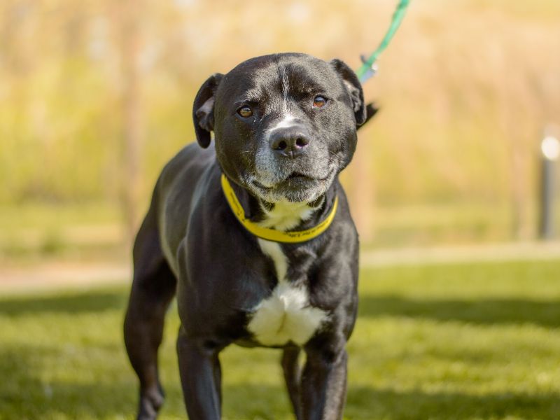 Staffordshire Bull Terrier for adoption in Kenilworth, Warks – 6 years old - Image 2 of 4