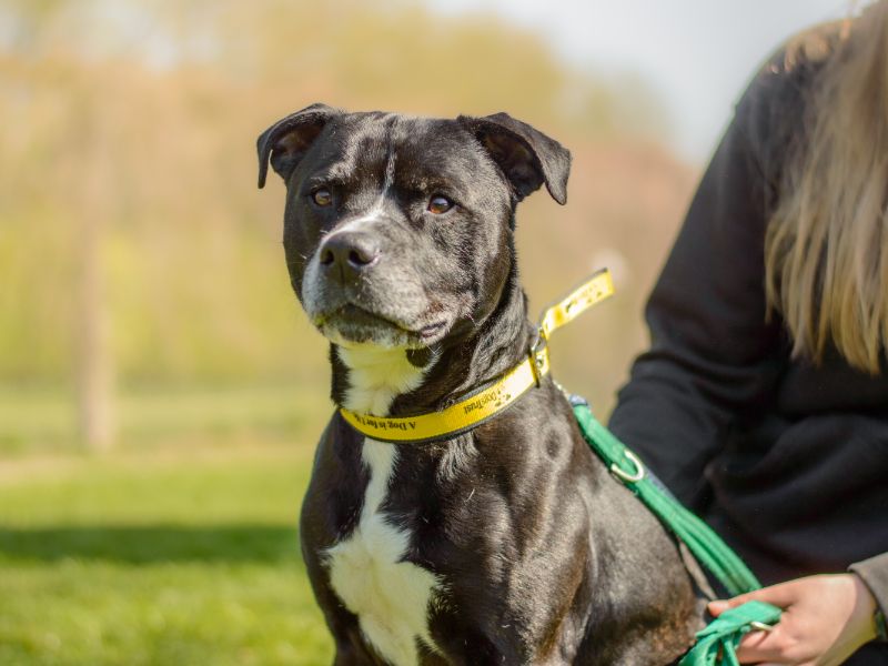 Staffordshire Bull Terrier for adoption in Kenilworth, Warks – 6 years old - Image 4 of 4