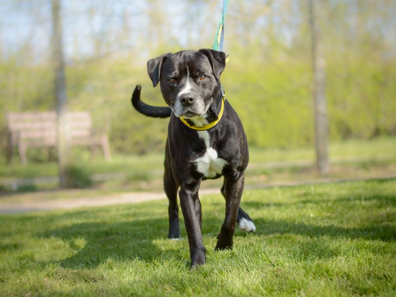 Staffordshire Bull Terrier for adoption in Kenilworth, Warks – 6 years old - Image 3 of 4