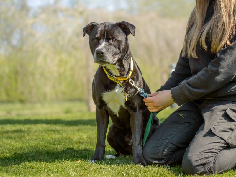 Rufus for sale in Kenilworth, Warks