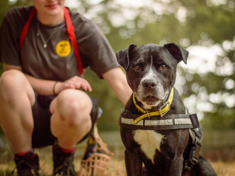Rufus | Terrier (Staffordshire Bull) | Kenilworth (West Midlands) - 1