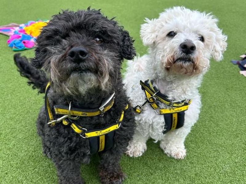 Louis & Jensen | Bichon Frise | Shrewsbury (Shropshire) - 1