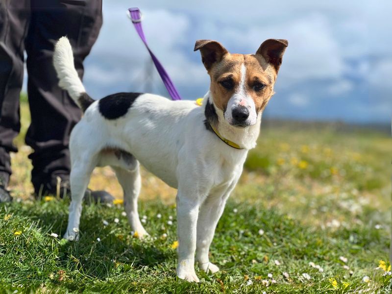 Archie | Terrier (Jack Russell) | Salisbury (Wiltshire) - 1