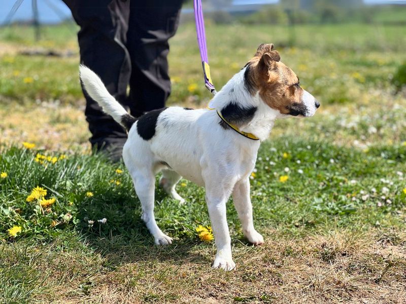 Archie for sale in Newton Tony, Wiltshire