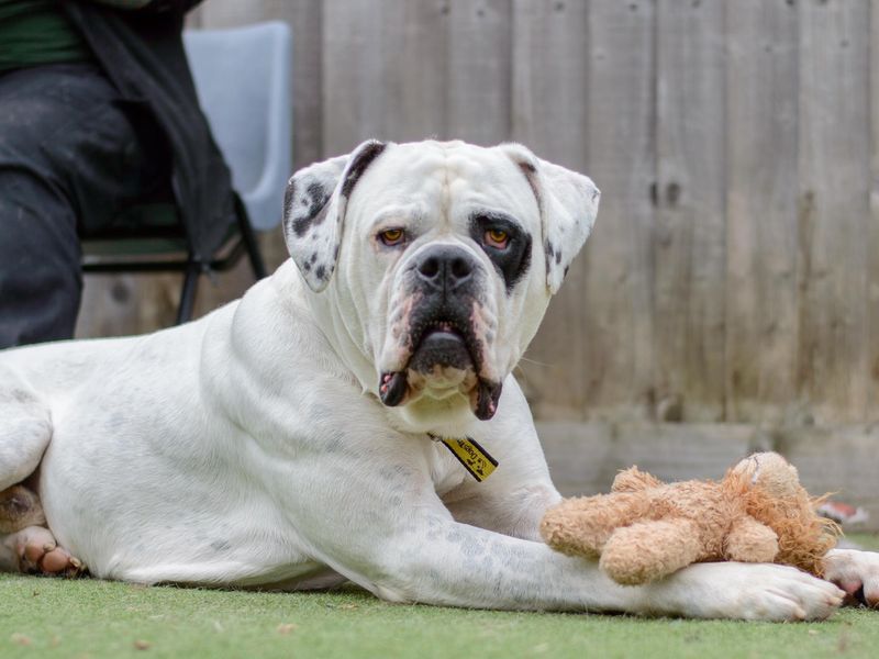 Bella for sale in Leeds, Yorkshire - Image 2