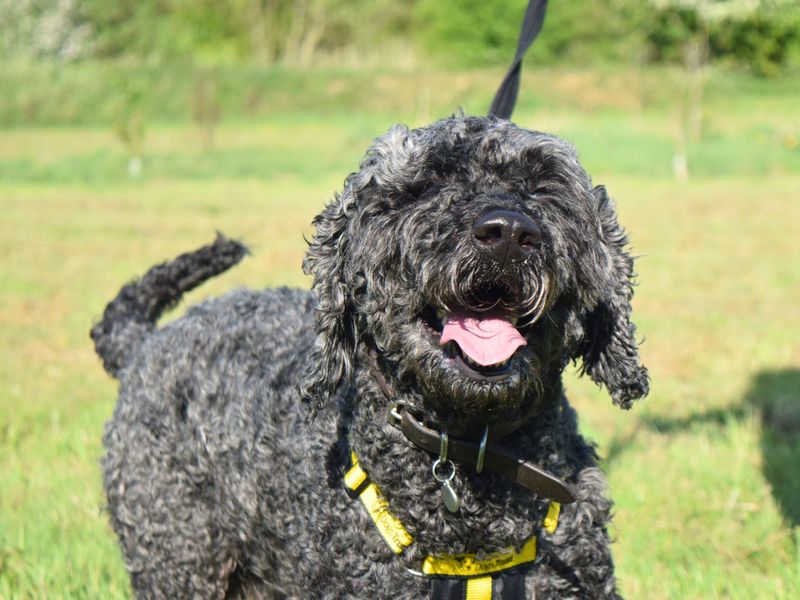 Poodle for adoption in Uxbridge, London – 6 years old - Image 2 of 2