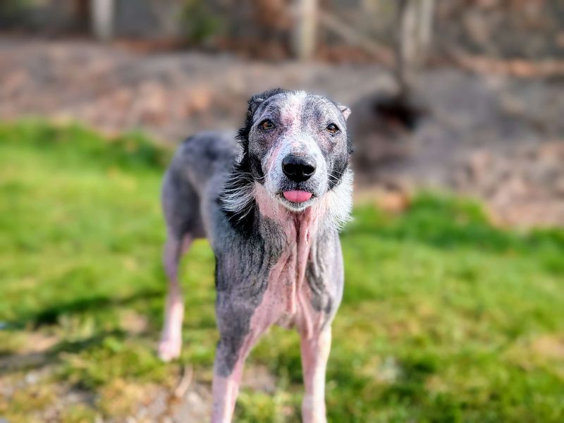 Border Collie for adoption in Cardiff, Glamorgan – 7 years old - Image 4 of 9