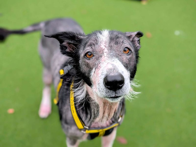 Border Collie for adoption in Cardiff, Glamorgan – 7 years old - Image 9 of 9