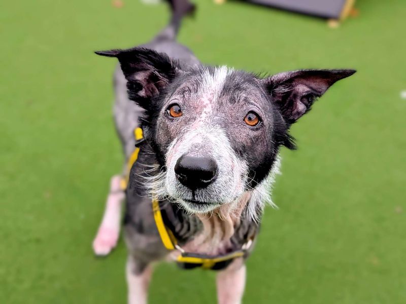 Chicken Nugget | Collie (Border) | Cardiff - 1