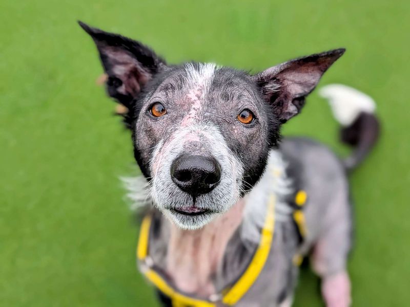 Border Collie for adoption in Cardiff, Glamorgan – 7 years old - Image 7 of 9